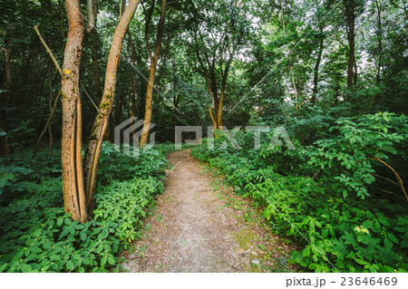 Forest Path Going  Through Growth Of Small 23646469
