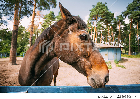 Funny Brown Horse Close Up Head Funny Brown Horse Close Up Head 23646547
