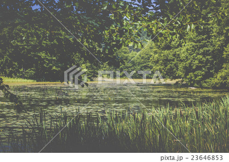 River Black Hancza in Turtul. Poland 23646853