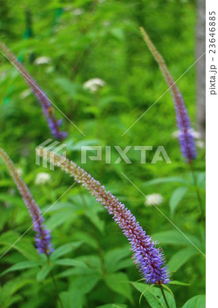 クガイソウ Veronicastrum japonicum クガイソウ Veronicastrum japonicum 23646885