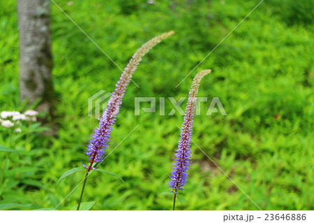 クガイソウ Veronicastrum japonicum クガイソウ Veronicastrum japonicum 23646886