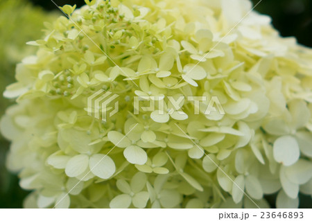 白い紫陽花 23646893