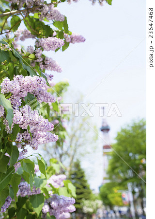 札幌大通公園のライラック（+テレビ塔） 23647468