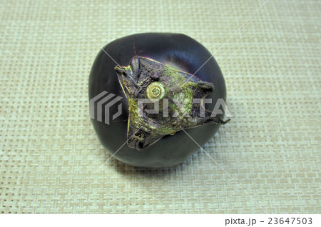 京の伝統野菜・賀茂なす 京の伝統野菜・賀茂なす 23647503