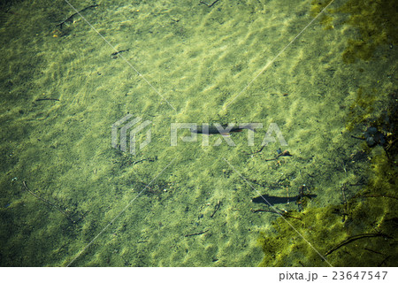 渓流の魚(イワナ) 渓流の魚(イワナ) 23647547