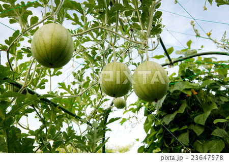 スイカの空中栽培 23647578