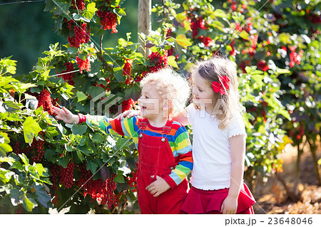 Kids picking red currant berry in the garden 23648046