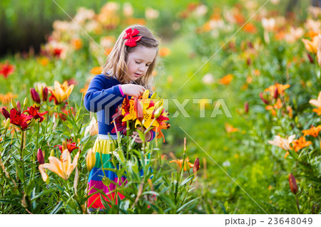 Little girl picking lilly flowers 23648049