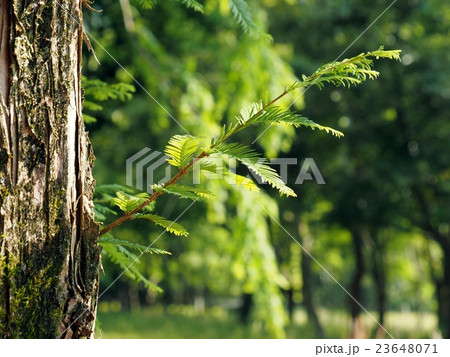 メタセコイアの新緑 メタセコイアの新緑 23648071