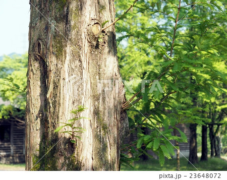 メタセコイアの新緑 メタセコイアの新緑 23648072