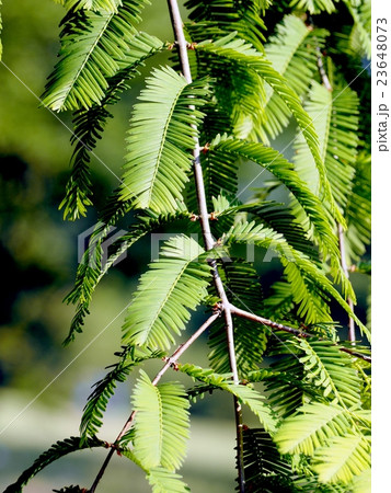 メタセコイアの新緑 メタセコイアの新緑 23648073