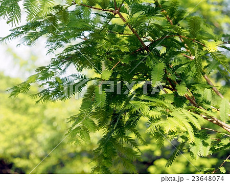 メタセコイアの新緑 メタセコイアの新緑 23648074