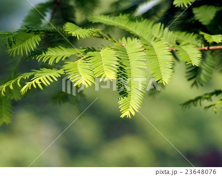 メタセコイアの新緑 メタセコイアの新緑 23648076