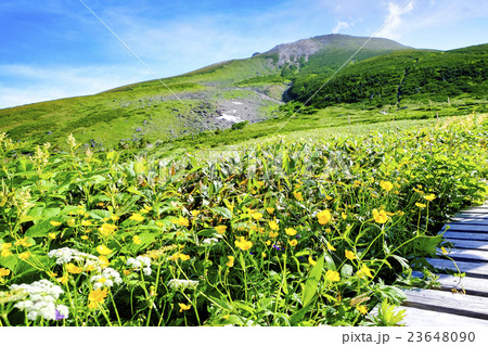 弥陀ヶ原と白山 23648090