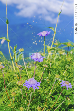 マツムシソウ 23648091