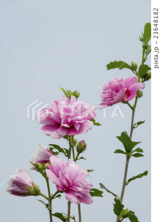 八重咲きのムクゲ 23648182