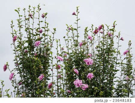 八重咲きのムクゲ 23648183