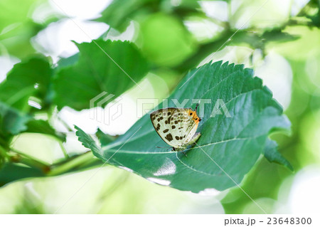 オナガシジミ オナガシジミ 23648300