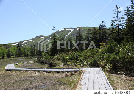 木道_ニセコ高原湿原 23648301