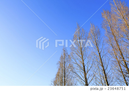 メタセコイア並木 23648751