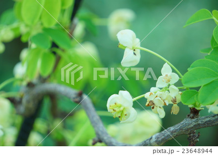 アケビの花 23648944