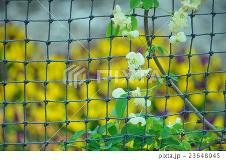 アケビの花 アケビの花 23648945