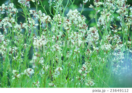 ルッコラの花 23649112