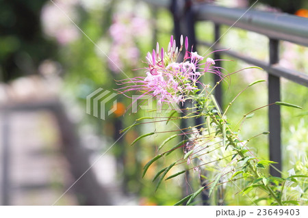 クレオメの花 23649403