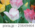 チューリップ 23649464