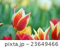 チューリップ 23649466