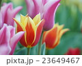チューリップ 23649467