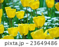 チューリップ 23649486