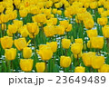 チューリップ 23649489