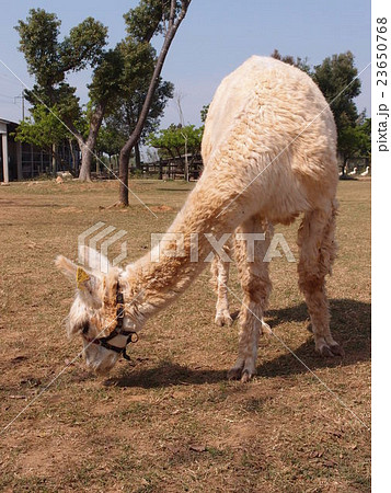 alpaca alpaca 23650768