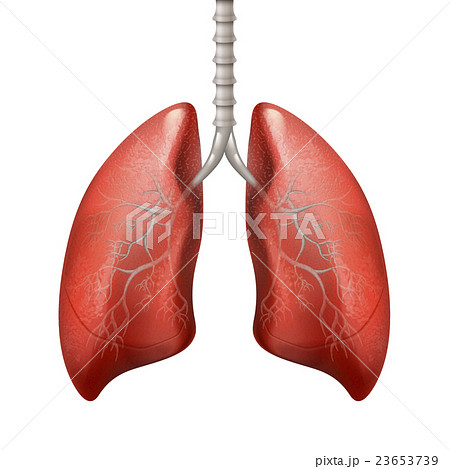人体 解剖学 肺のイラスト素材