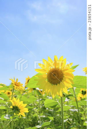 ヒマワリと青空(北海道) ヒマワリと青空(北海道) 23654151