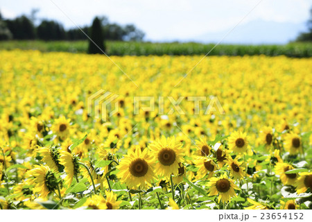 広大なヒマワリ畑（北海道） 23654152