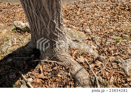木の根元の写真素材