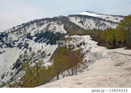 春の浅草岳 残雪とブナの芽吹き 春の浅草岳 残雪とブナの芽吹き 23654333