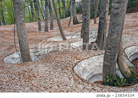 ブナ林の根回り穴 浅草岳 ブナ林の根回り穴 浅草岳 23654334