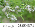 カワヤナギ 23654371