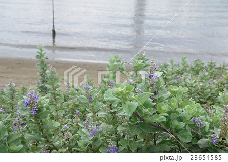 ハマゴウの花 23654585