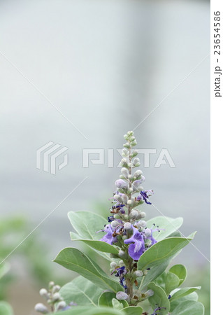 ハマゴウの花 23654586