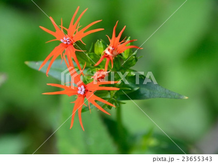 形も色も印象的なエンビセンノウ（燕尾仙翁）の花 23655343