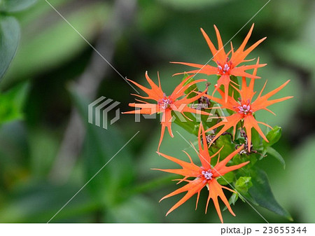 形も色も印象的なエンビセンノウ(燕尾仙翁)の花 形も色も印象的なエンビセンノウ(燕尾仙翁)の花 23655344
