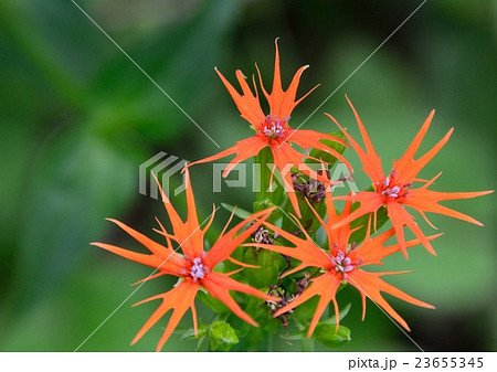 形も色も印象的なエンビセンノウ（燕尾仙翁）の花 23655345