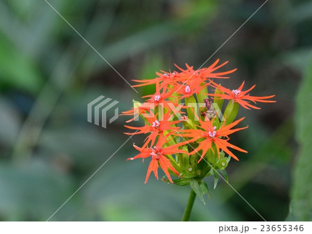 形も色も印象的なエンビセンノウ(燕尾仙翁)の花 形も色も印象的なエンビセンノウ(燕尾仙翁)の花 23655346