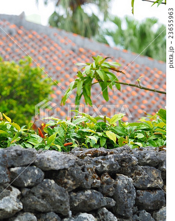 ピパーツ 23655963