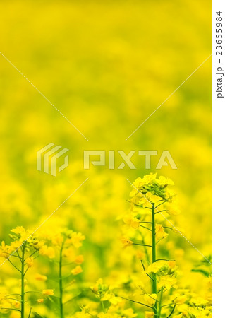 菜の花 (6) 23655984