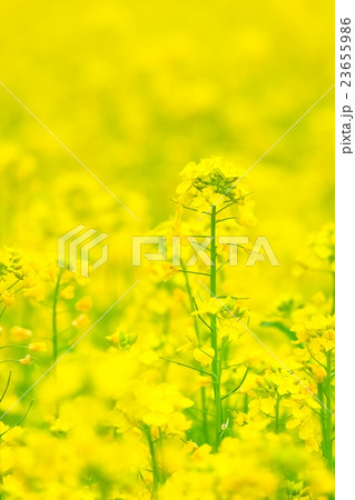 菜の花 (8) 23655986